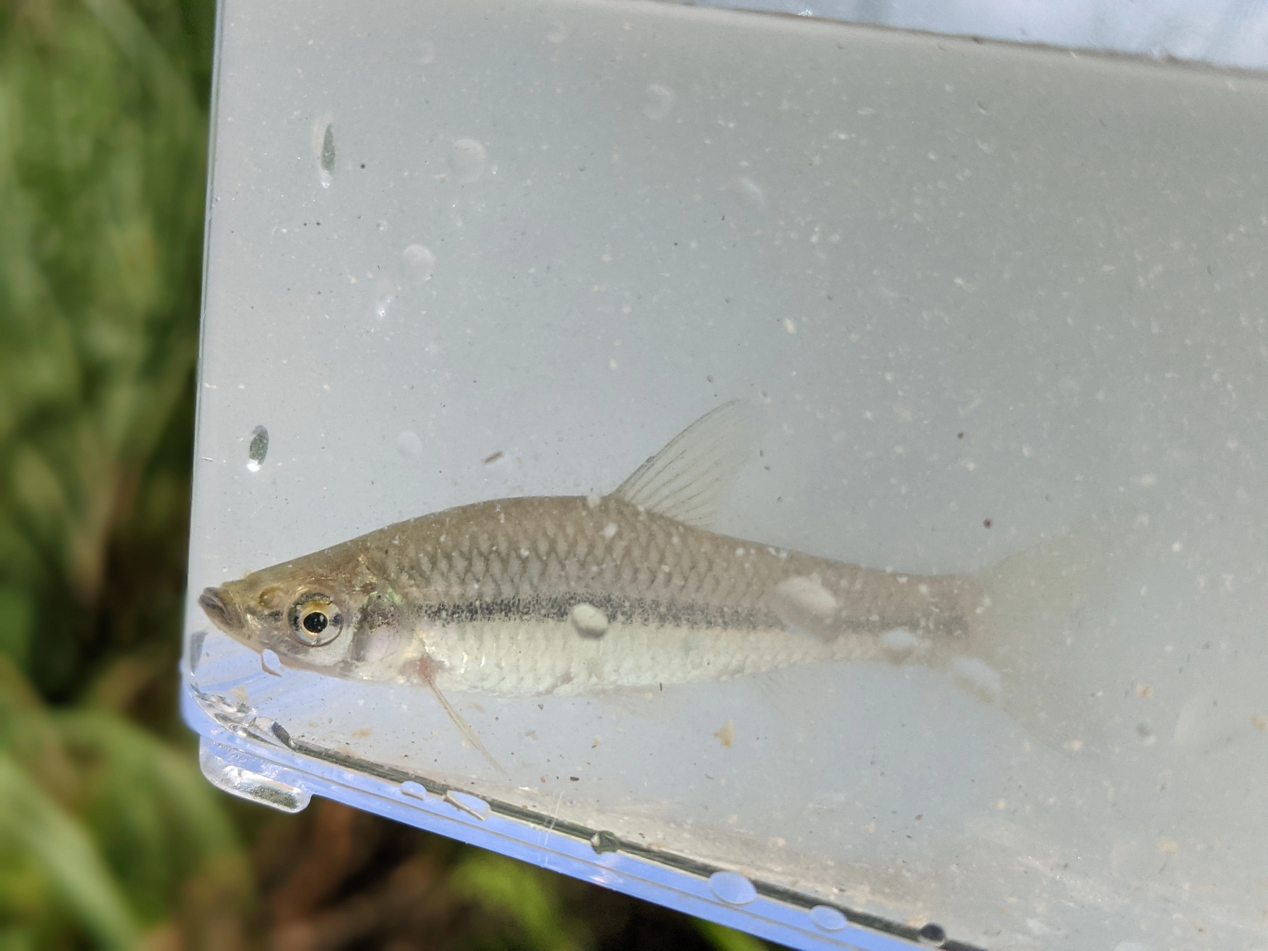 羅漢魚(照片來源：110-111年度馬太鞍重要濕地(國家級)推動自主營造濕地友善環境計畫)