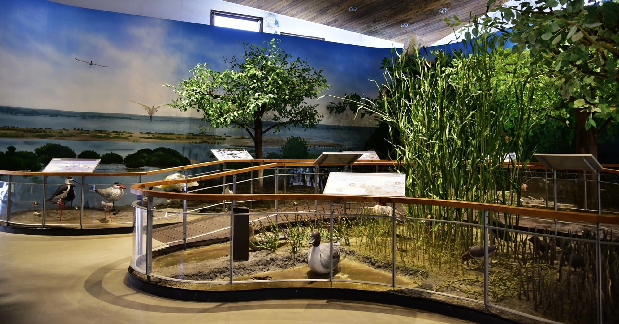 台江遊客中濕地生態展示