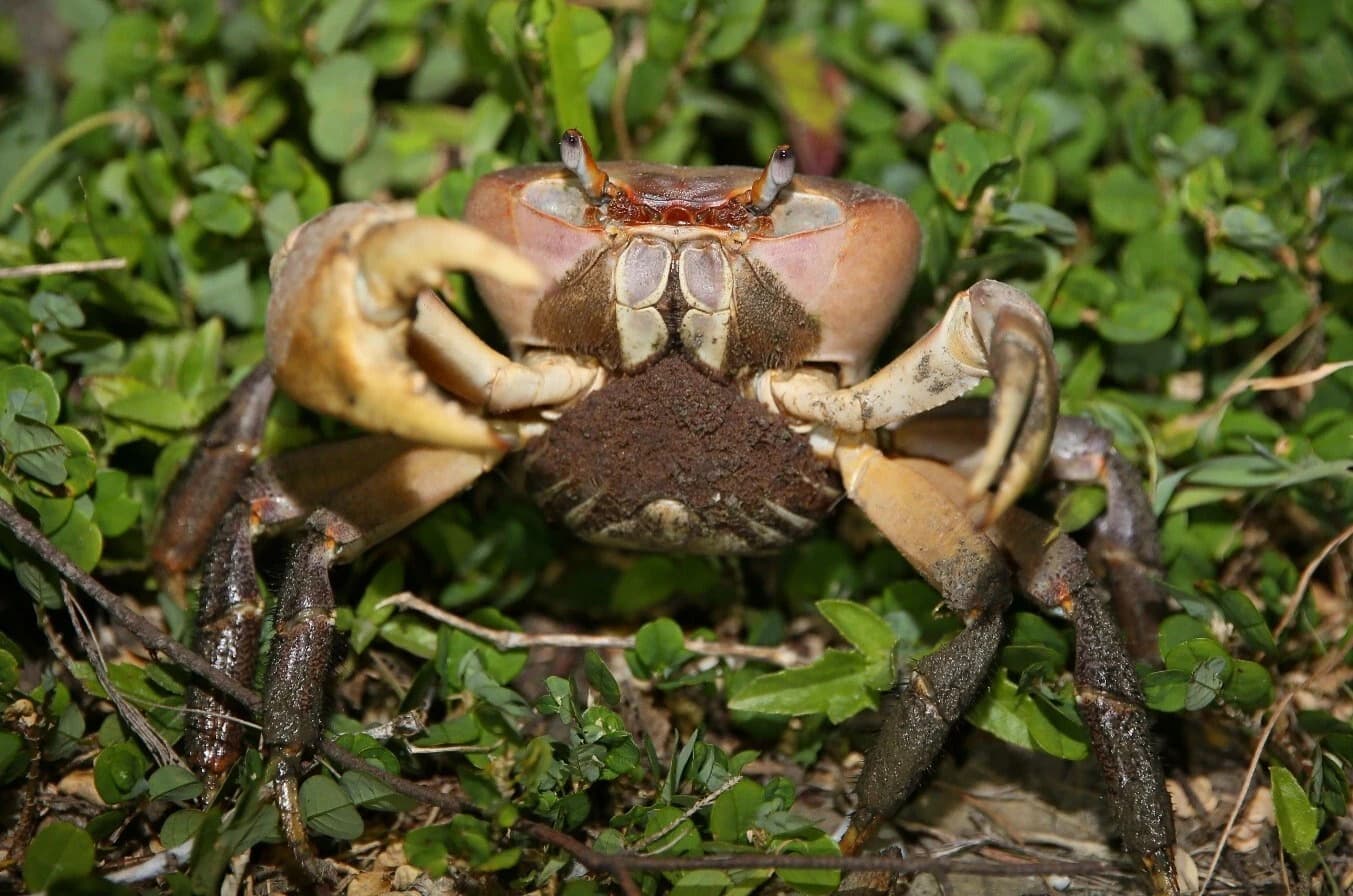 Taijiang National Park Implements Traffic Control (July–September) to Protect Land Crab Mothers During Migration