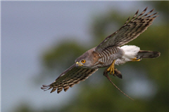 alt-鳳頭蒼鷹-1