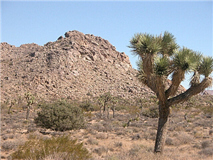 約書亞樹和風化的岩山 alt-20100505_other_05