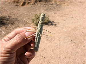 仙人掌上的倒刺令人害怕 仙人掌上的倒刺令人害怕