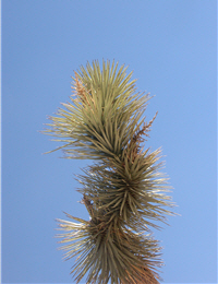 左右對稱的約書亞樹 alt-約書亞樹國家公園-4