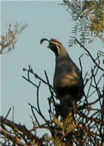 甘柏氏鵪鶉 alt-20100505_other_11