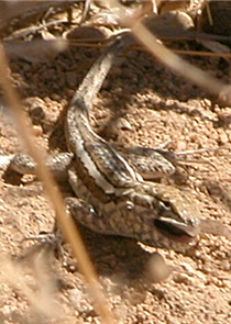 側斑蜥蜴 側斑蜥蜴