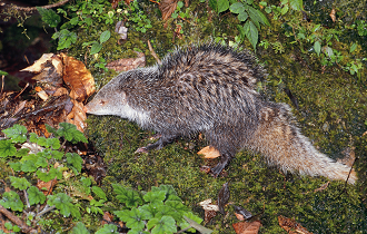 alt-食蟹獴-1