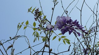alt-紫藤-1