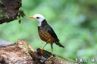 alt-白頭鶇 -1