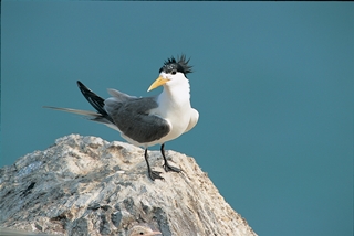 alt-鳳頭燕鷗-1