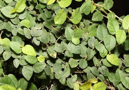 alt-薜荔-1