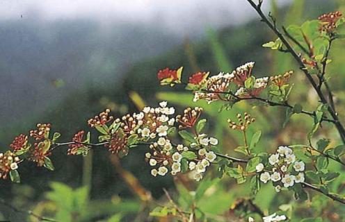 alt-太魯閣繡線菊-1