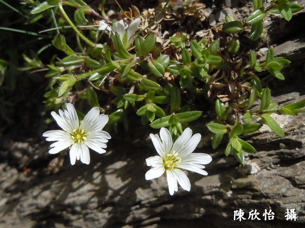alt-玉山卷耳-1