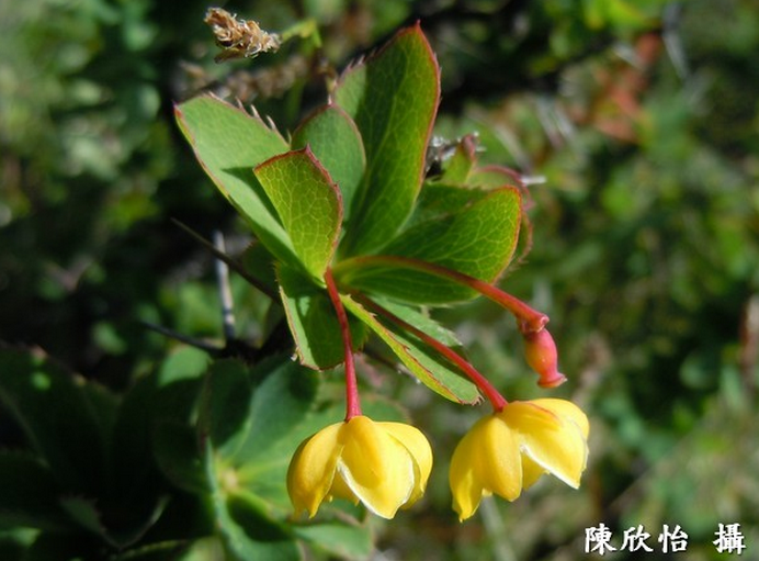 alt-玉山小蘗-1