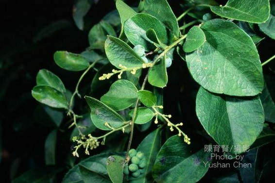 alt-木防己-1