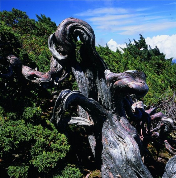 alt-玉山圓柏-1