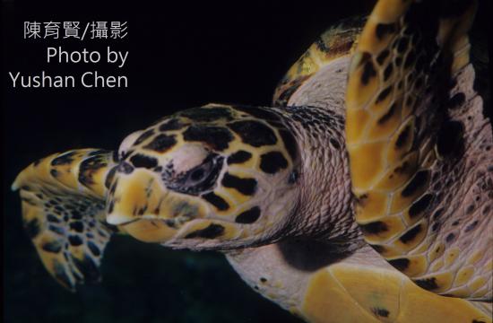 alt-鷹嘴海龜-1