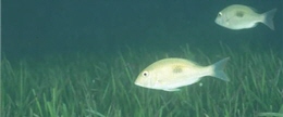 alt-東沙海草床-1