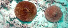 alt-東沙蕈珊瑚-1