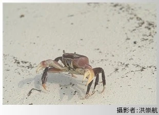 兇狠圓軸蟹