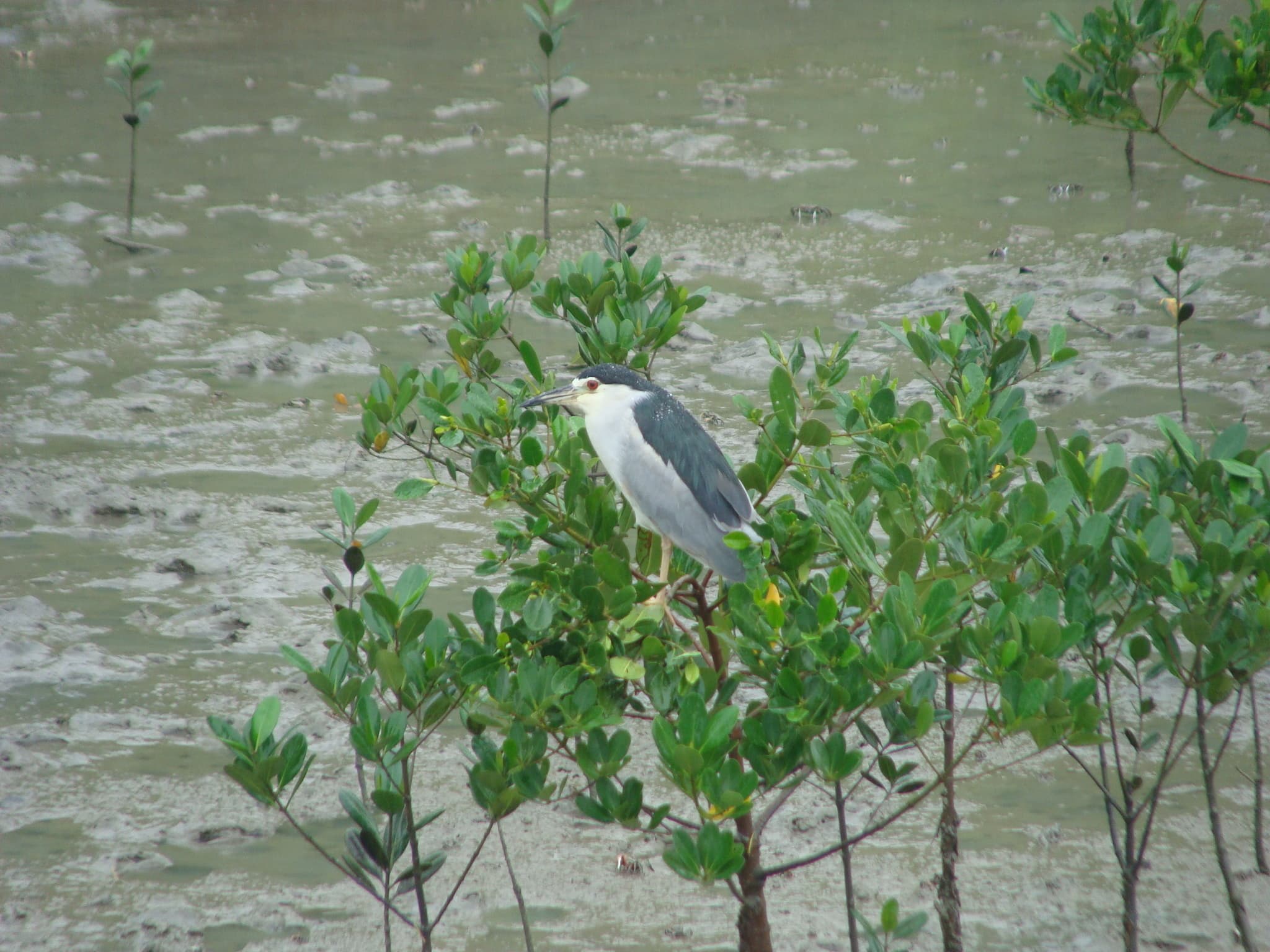 alt-淡水河流域重要濕地(國家級)-1