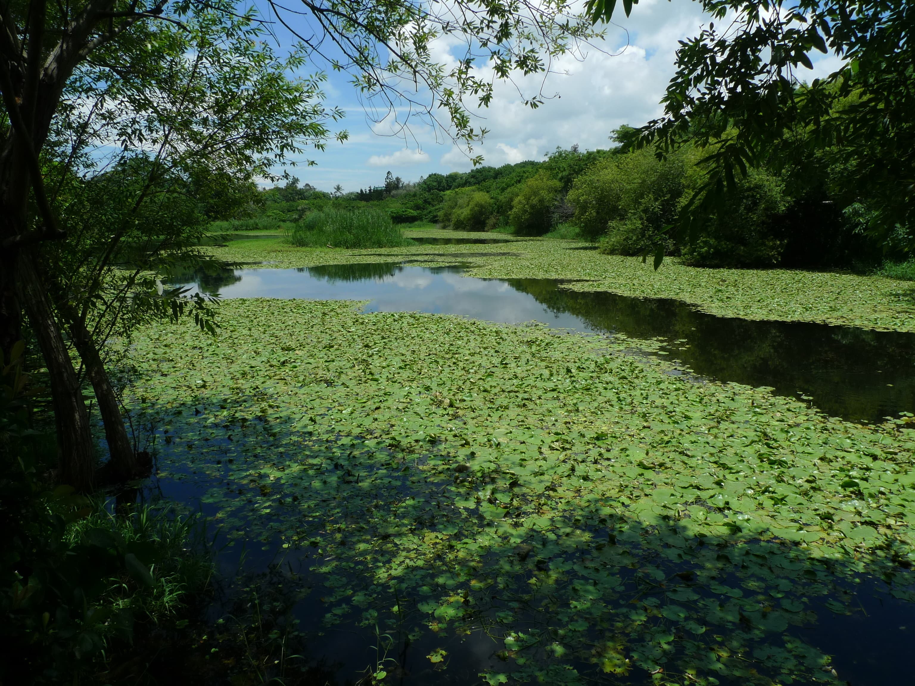 alt-鳥松重要濕地(地方級)-1