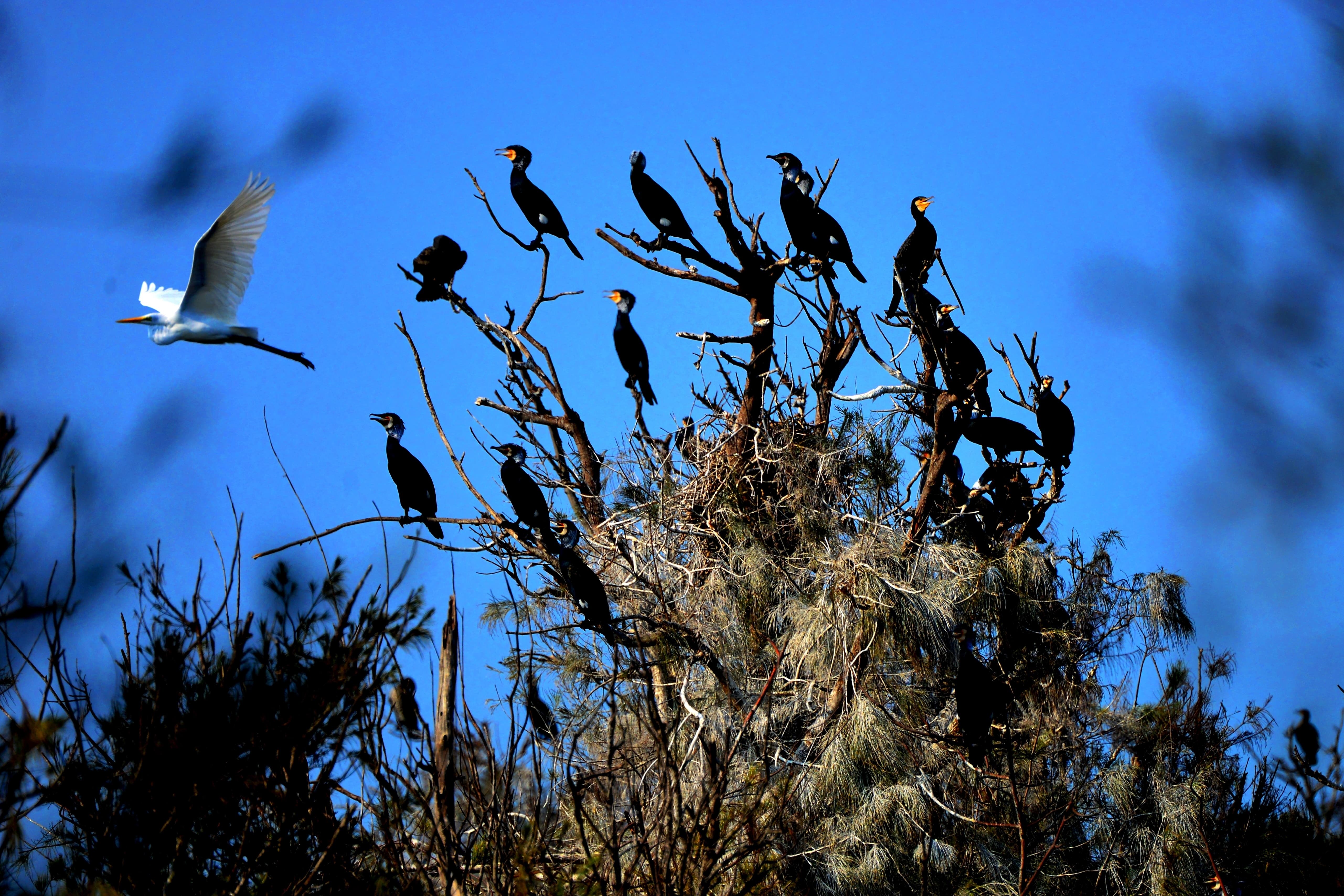 alt-鰲鼓重要濕地(國家級)-1