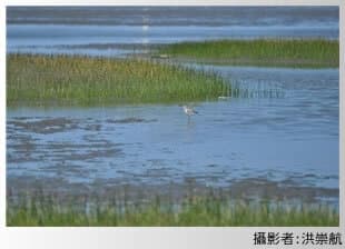 alt-高美重要濕地(國家級)_comp
