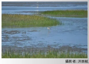 高美重要濕地(國家級)