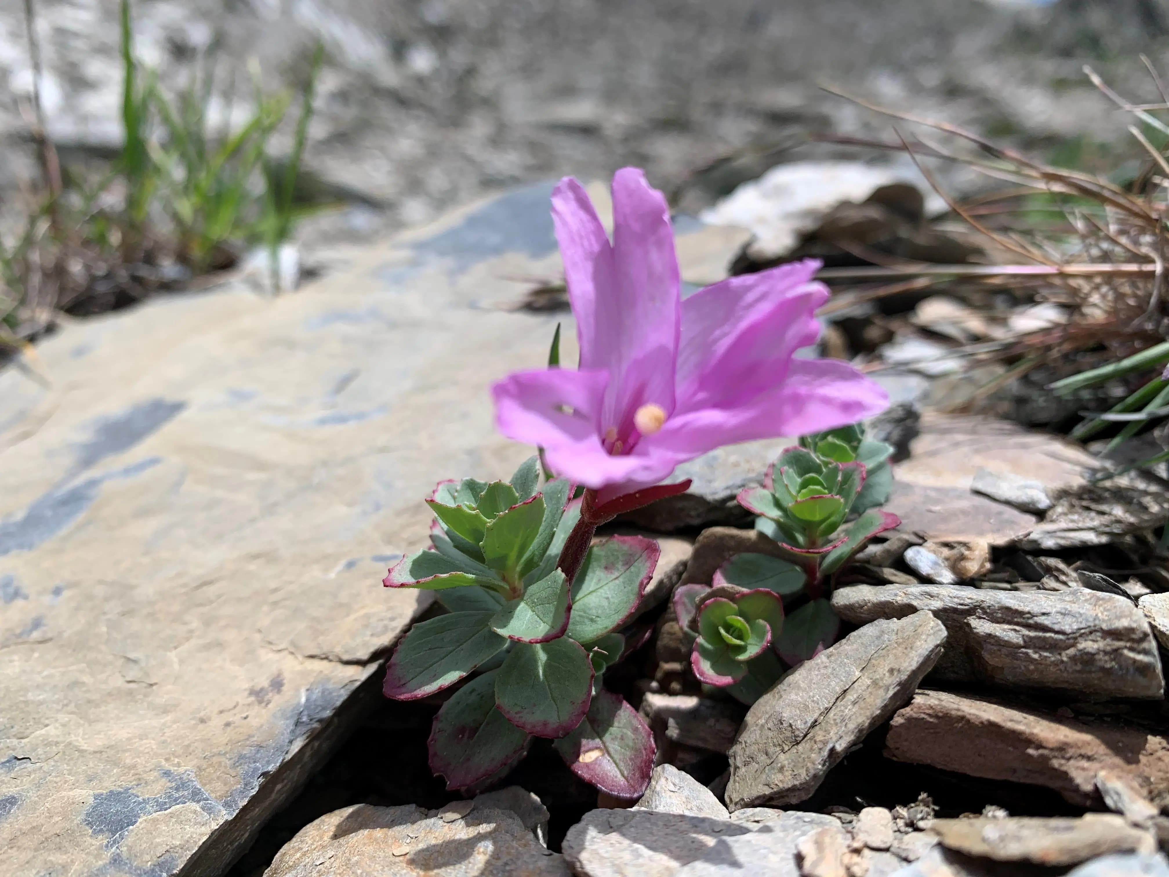 南湖大山上的冰河孑遺植物-南湖柳葉菜-(保育志工張淑錦提供)-006_0