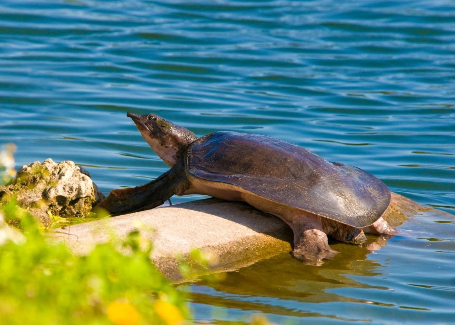 生態保育：探討動物行為、疾病威脅與人類污染問題