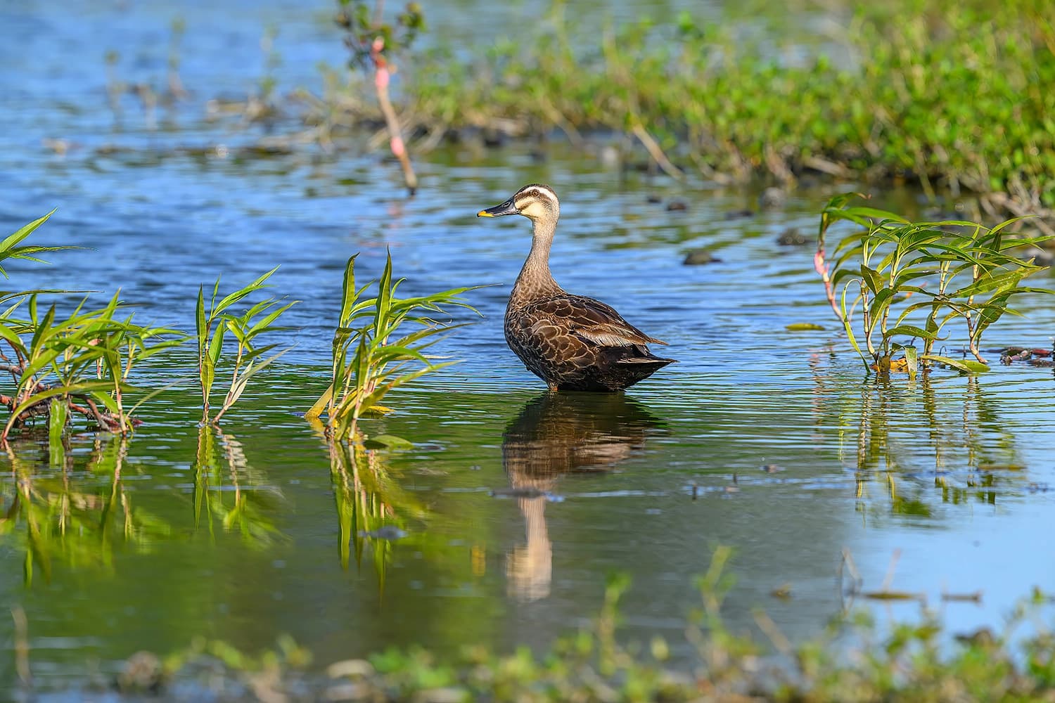 花嘴鴨(許釗謗)