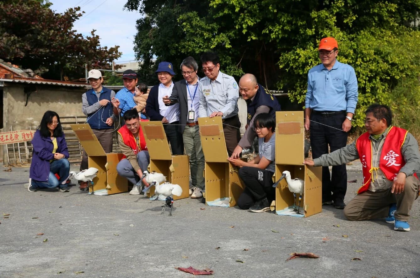 黑面琵鷺野放儀式現場照片