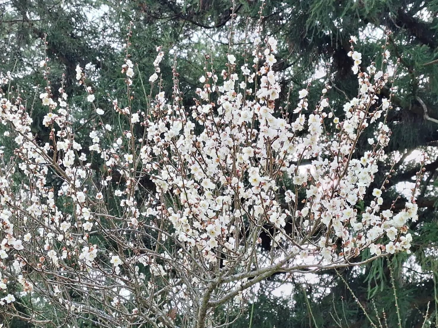 雪霸國家公園武陵遊憩區梅花於樹梢上如雪花般綻放