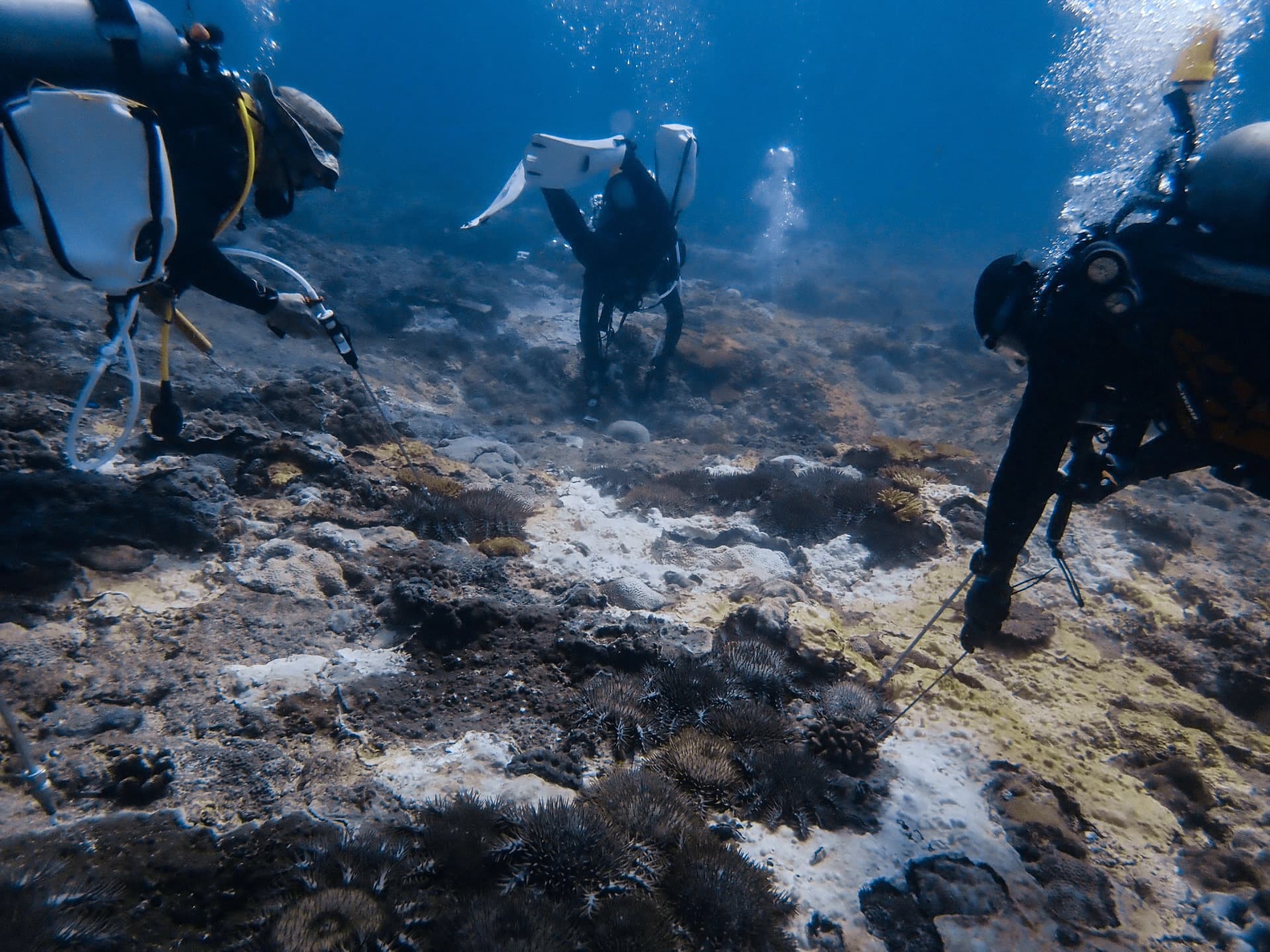 圖一、114年春季突棘志工隊於東沙環礁積極進行棘冠海星清除作業林亮甫提供