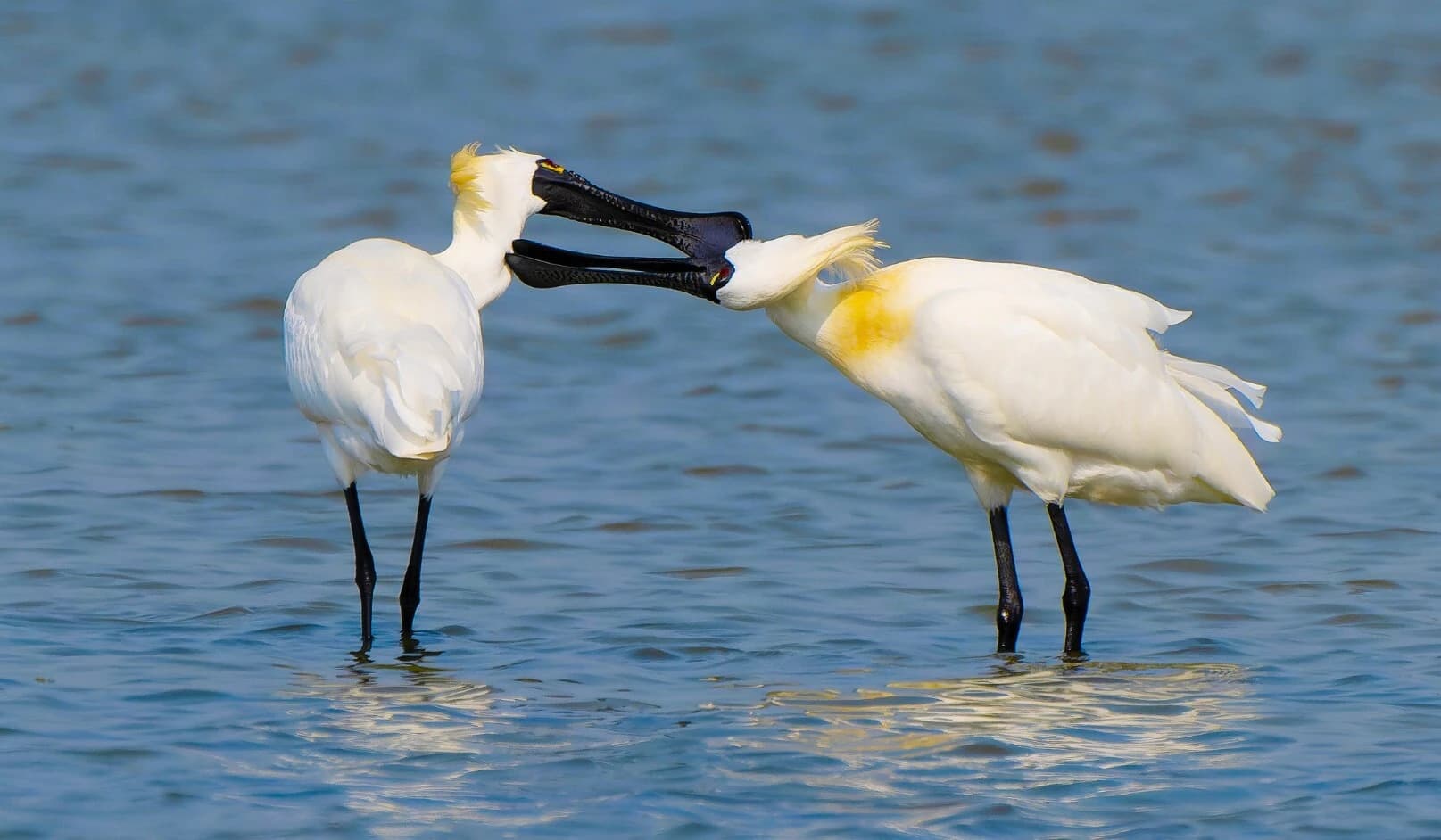黑面琵鷺相互理羽