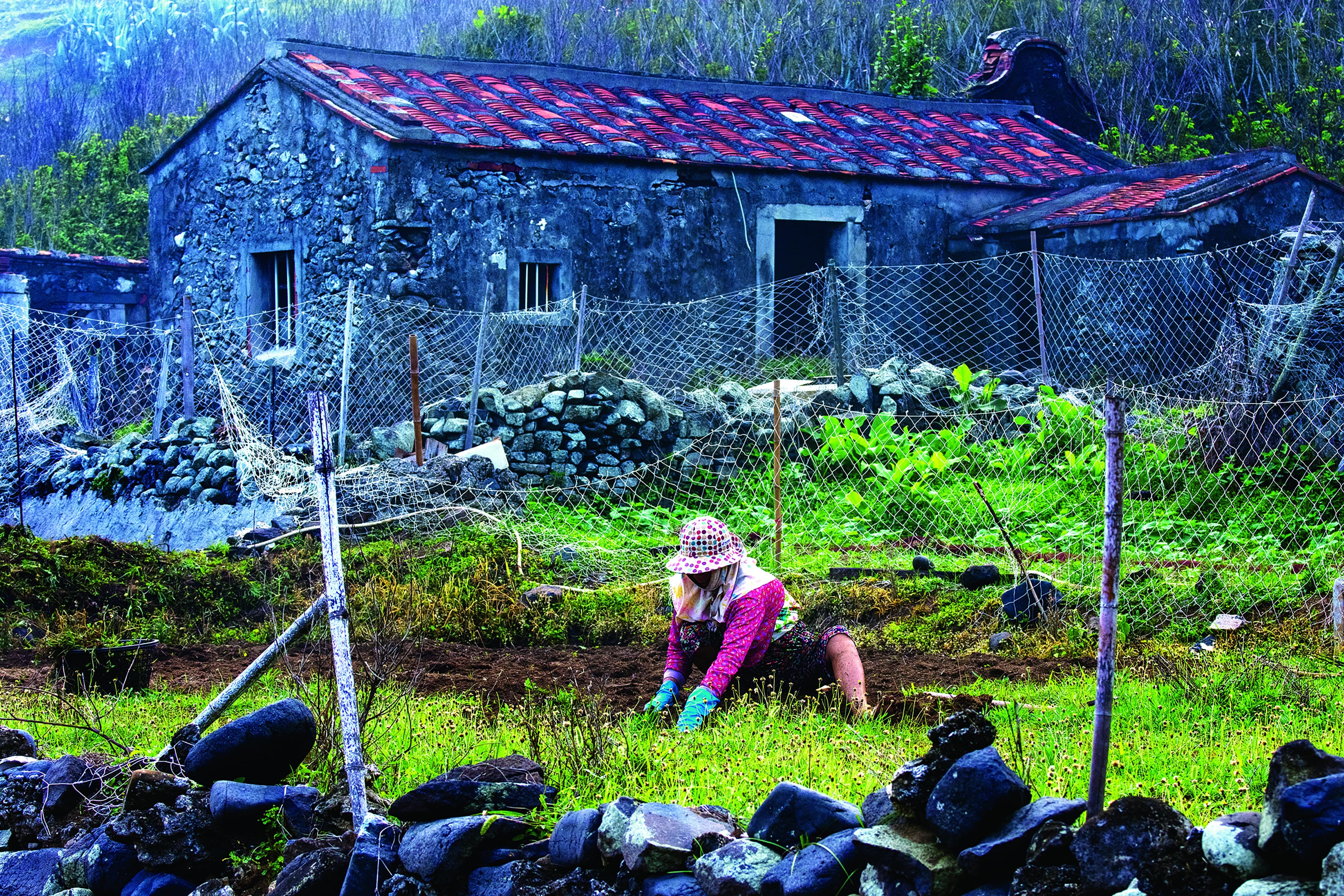 獨屬澎湖的「菜宅」文化，在嚴峻的自然環境中開闢出一片生機盎然的綠洲。(許釗滂拍攝)