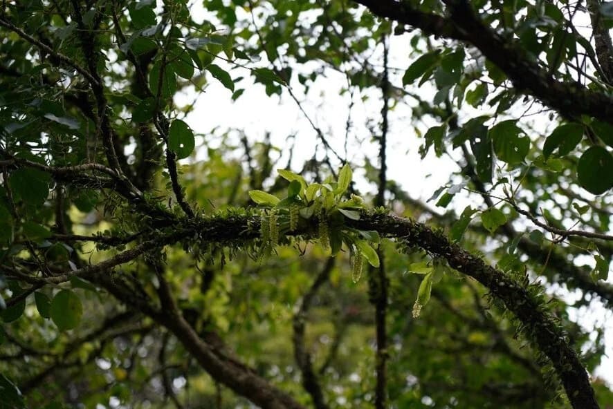 扁球羊耳蒜，為臺灣原生蘭，中低海拔的大型枝幹偶見