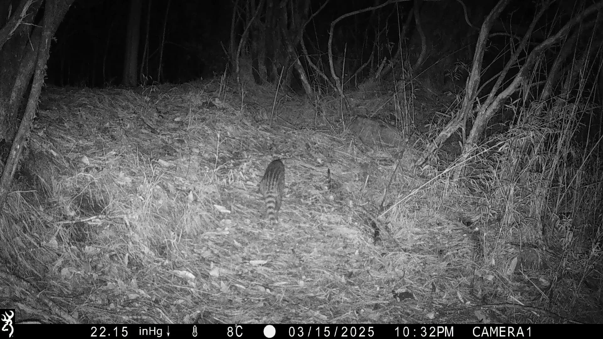 玉山園區海拔2600公子以上記錄到麝香貓蹤影