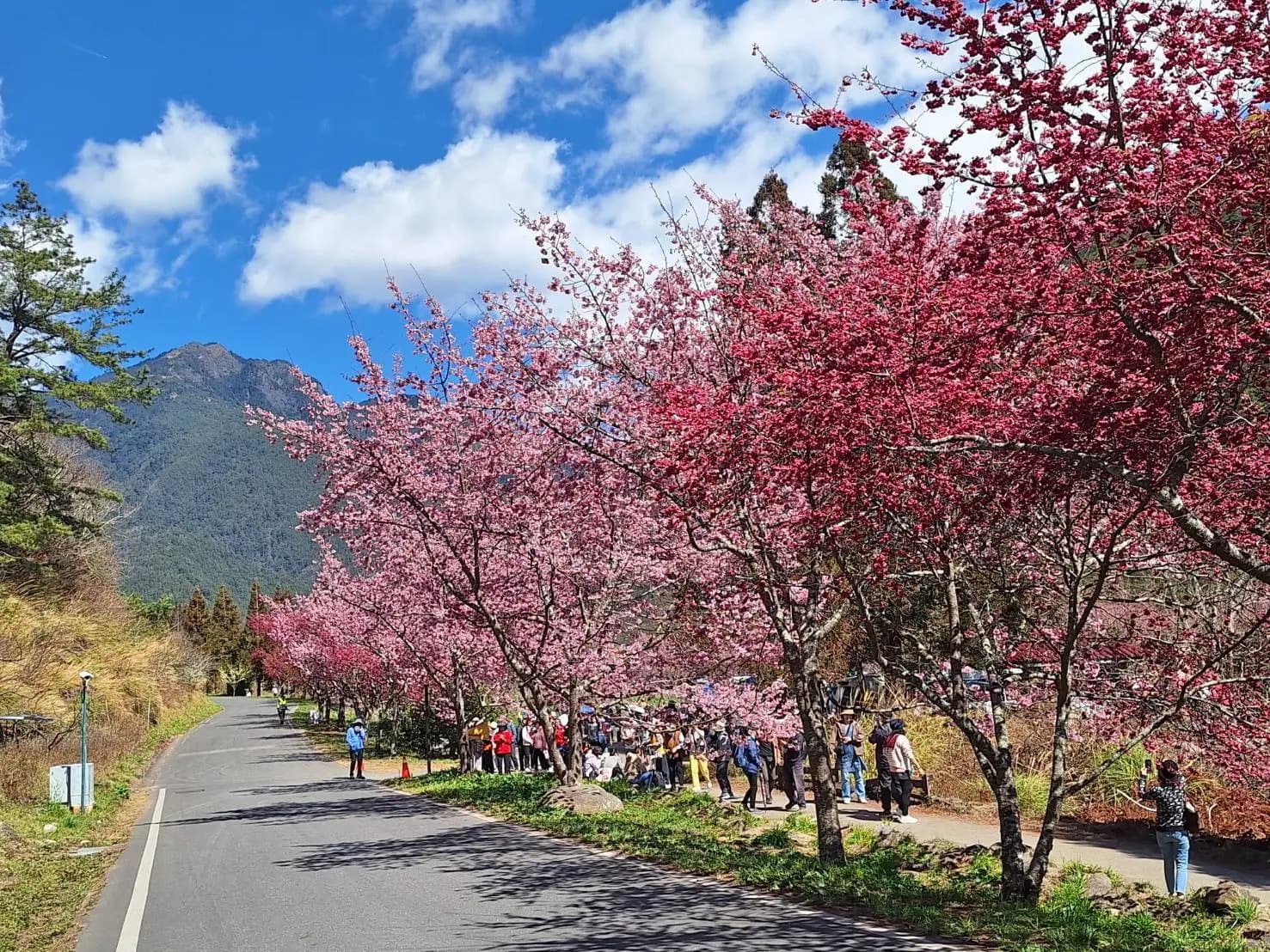 武陵路山櫻花及昭和櫻互相輝映，搭配遠處桃山山景，景色宜人。