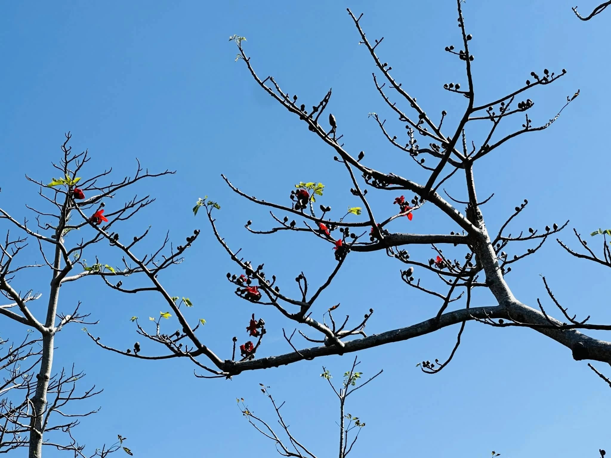 木棉花含苞待放