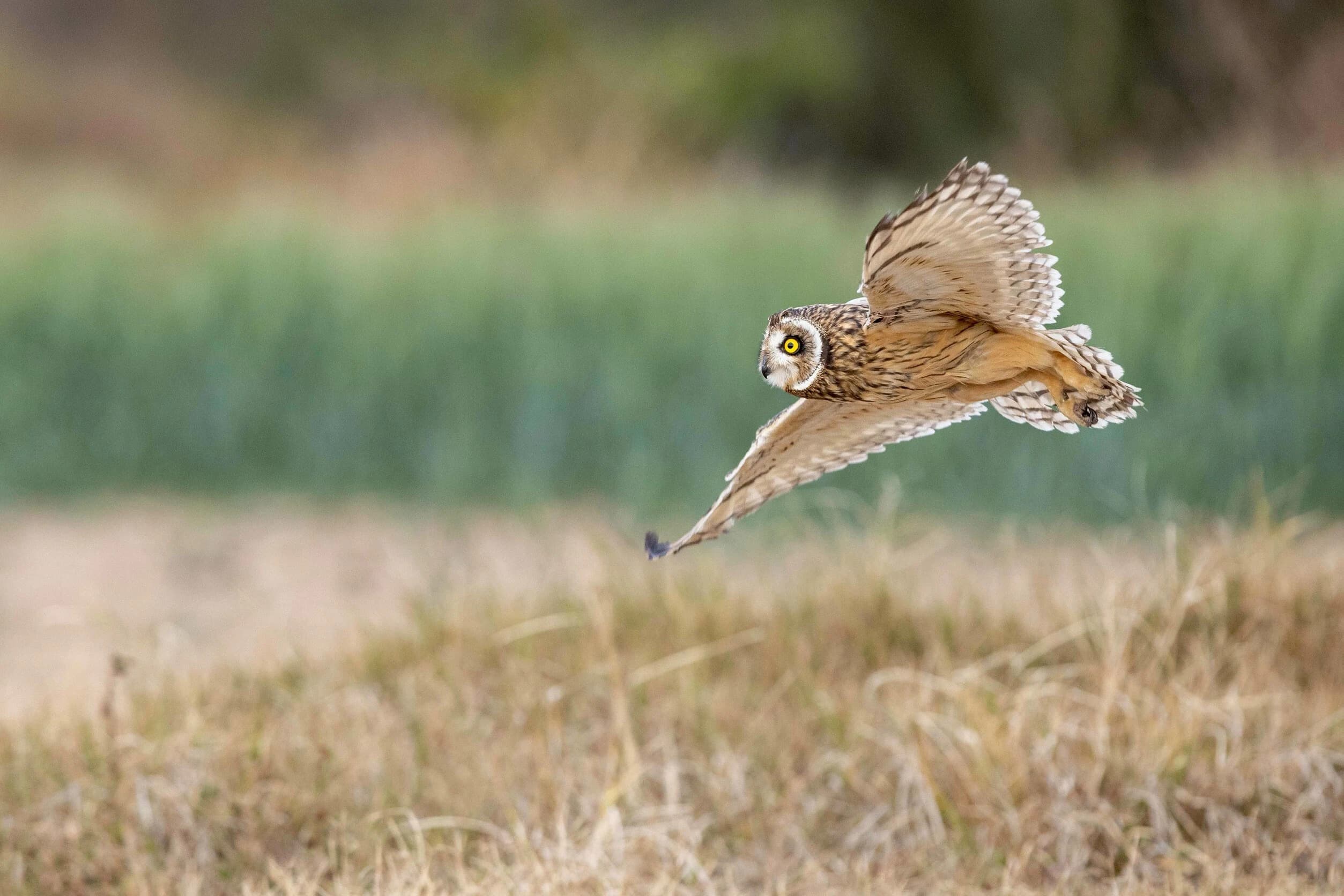 短耳鴞振翅飛翔