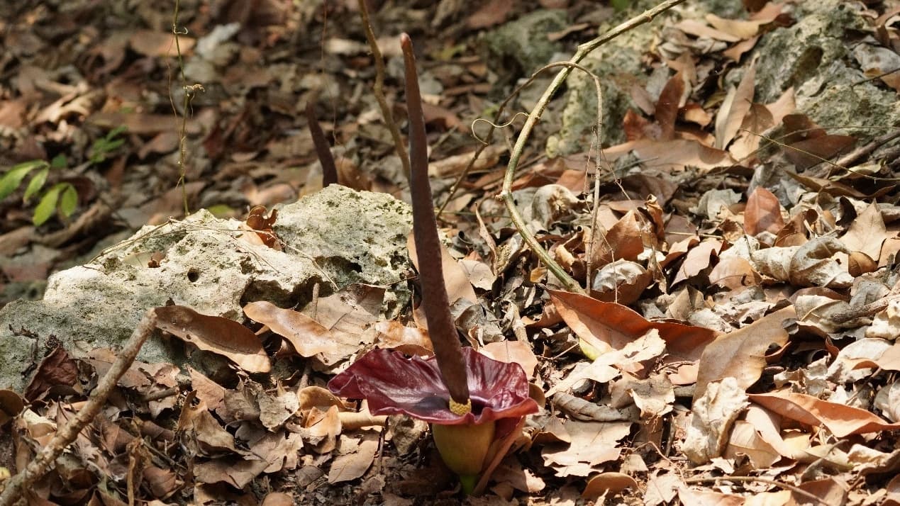 春雨鋒面來臨表示即將進入臺灣魔芋花季