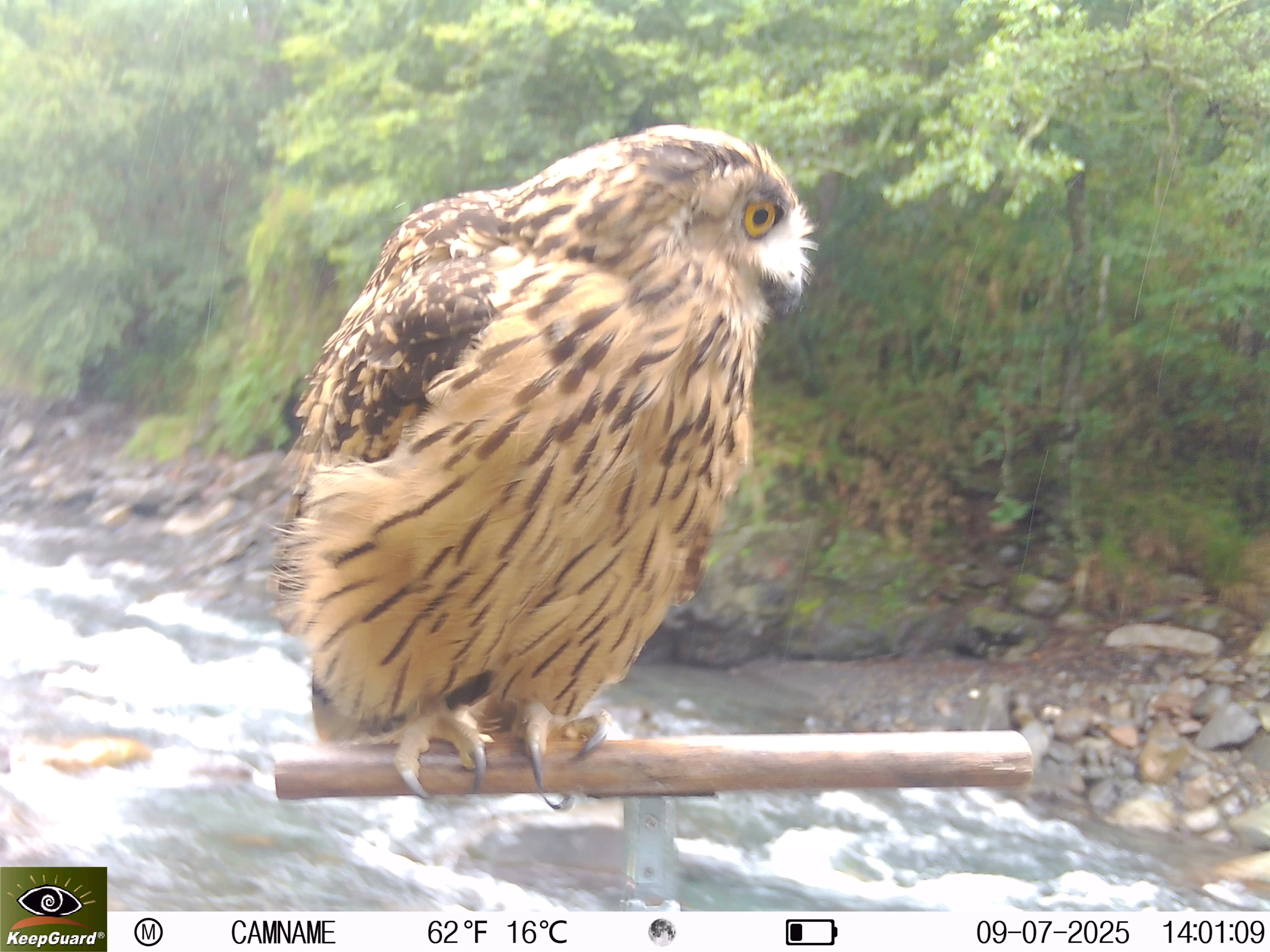 黃魚鴞站在棲架上