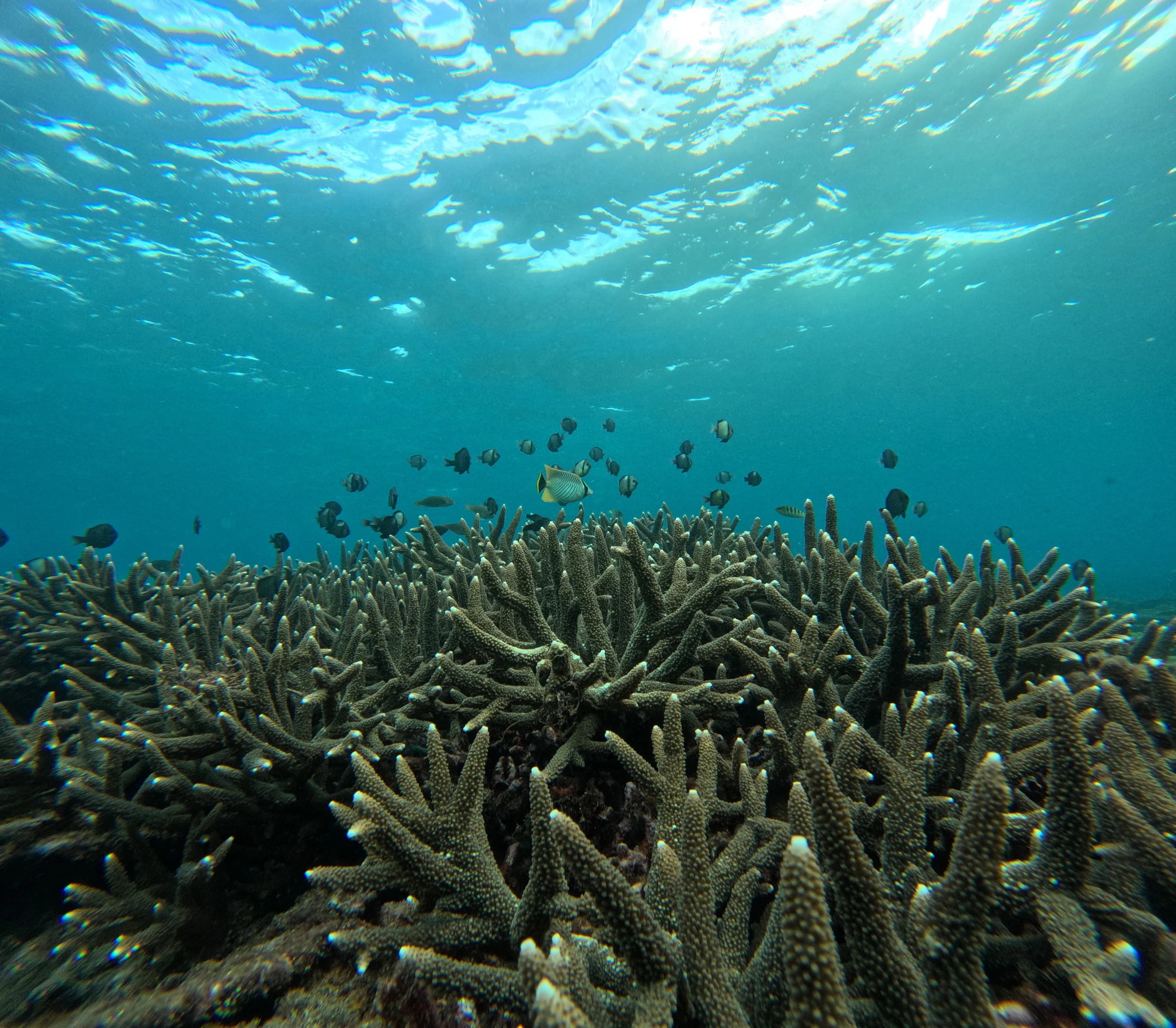 東嶼坪海域健康的分枝形軸孔珊瑚_吸引各式魚類的群聚__海管處提供_
