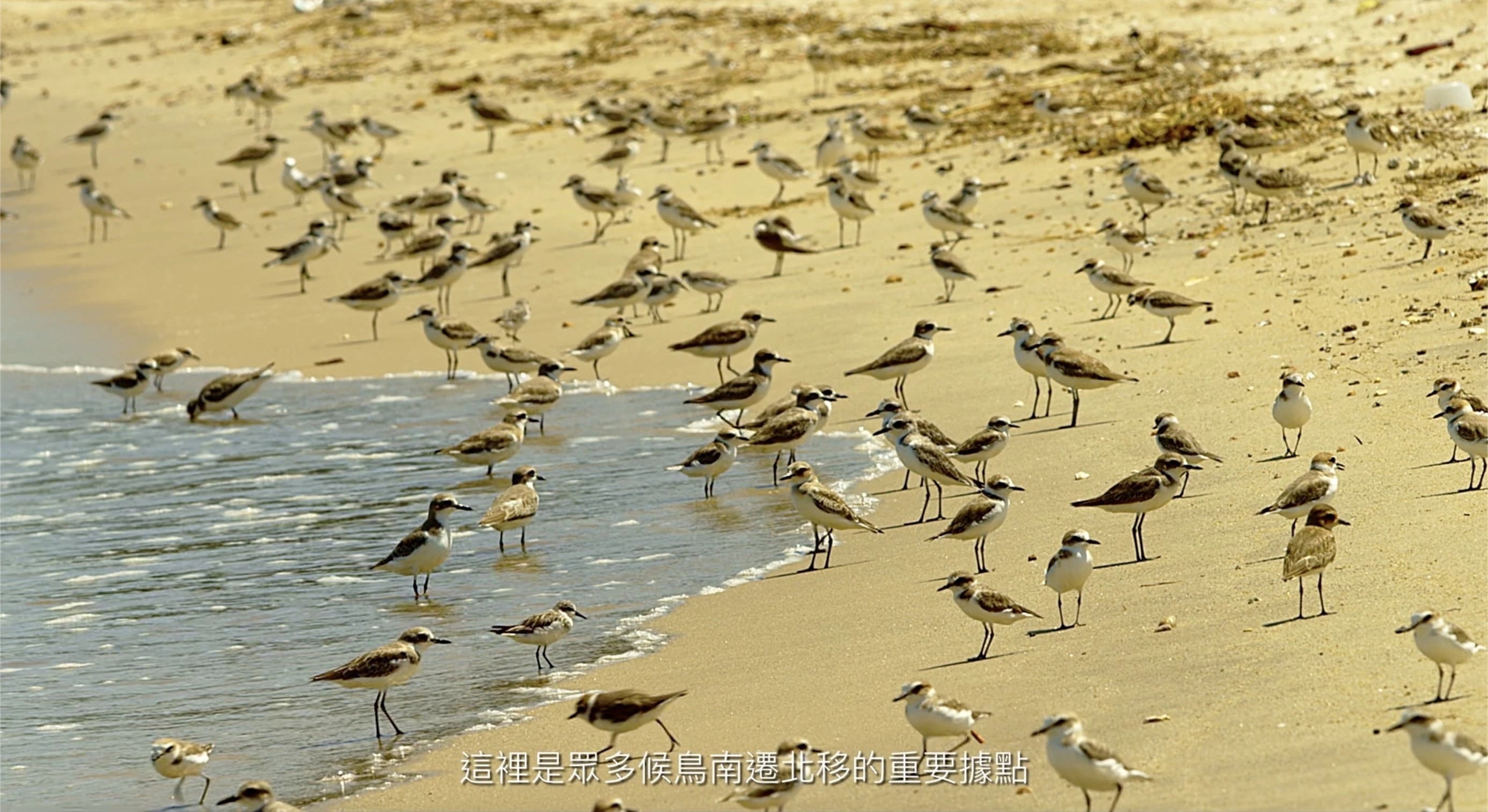 影片中介紹台江國家公園候鳥南遷北移的片段