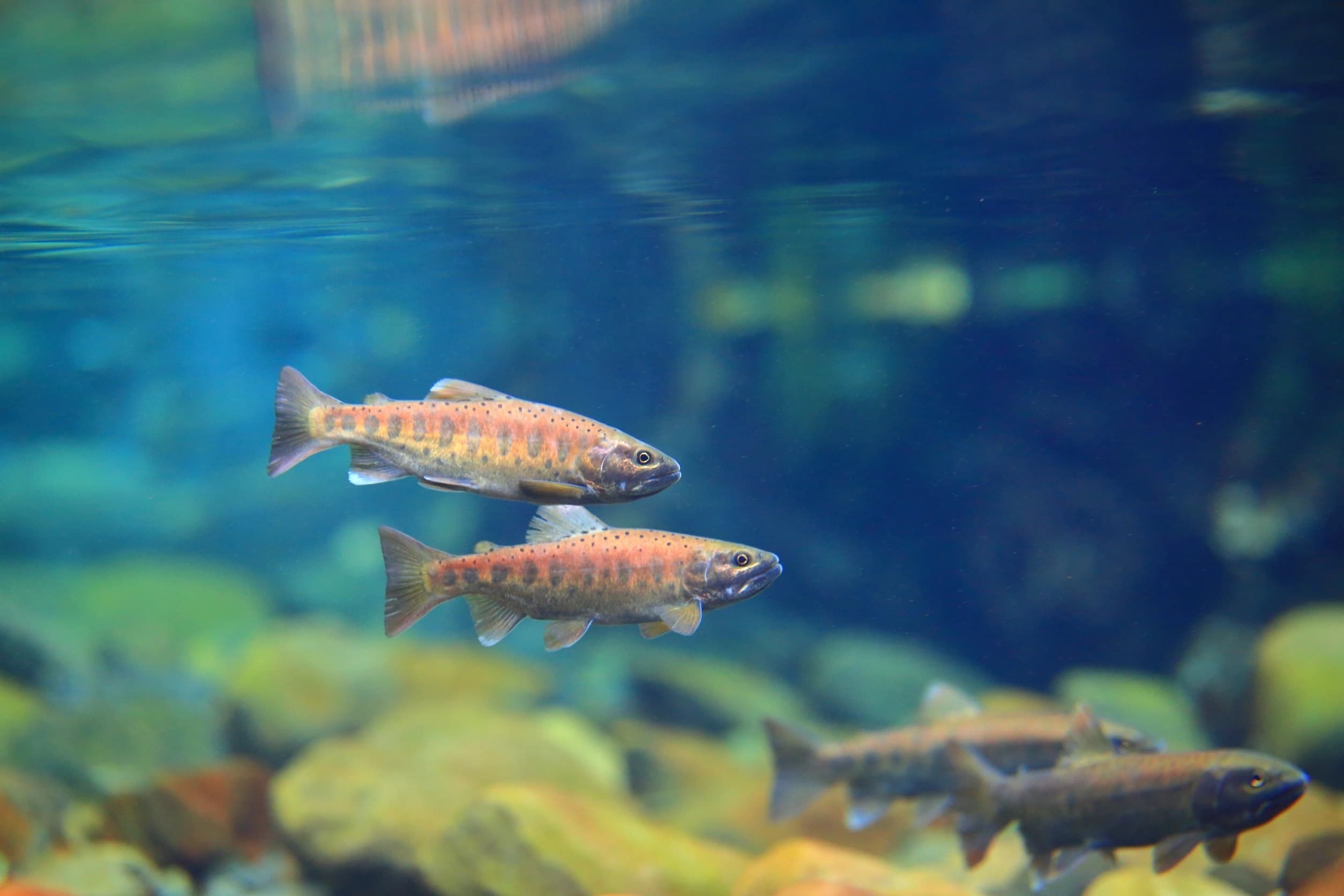 放流魚已成長為健康成魚並已有第二性徵