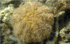 alt-喇叭毒棘海膽-1