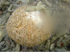 喇叭毒棘海膽排卵 (二)