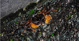 alt-毛足圓軸蟹-1