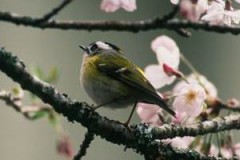 alt-火冠戴菊-1